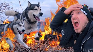 HUSKY CUT TO FIRE / DOGS ON FIRE