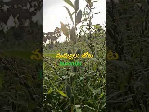 నువ్వులు తోట నువ్వులు గింజలు, నువ్వుల మొక్కలు🌱 nuvvulu seeds#farmingvlogs#shorts#nuvvulu#farmer#farm