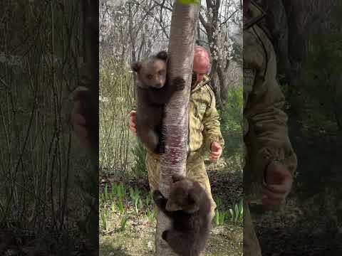 Учу лазить мишек по разным деревьем🌲🌳