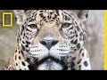 Jaguar Conservation and Threats