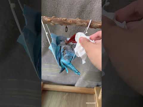 谢谢你在每个休息日早上五点，不辞辛劳的准时叫醒服务，奖励你一只美味鸡爪吧#鹦鹉 #萌宠 #宠物 #带标识合法鹦鹉
