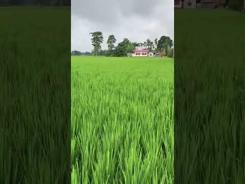 our khet in village 🪴 || #garden #terrace #trending #shorts #fyp #plants #vegetables