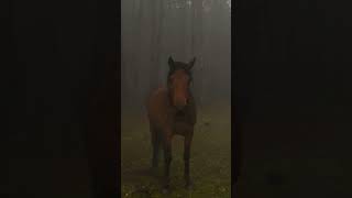 #horse #dagestan #viral