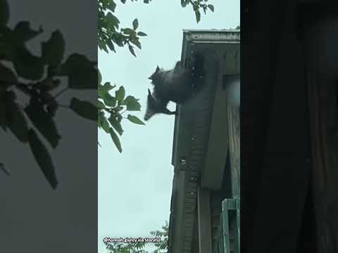 'Mama' raccoon saves baby from falling off roof