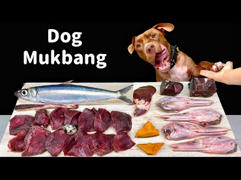 BEST ASMR MUKBANG DOG EATING RAW FOODS