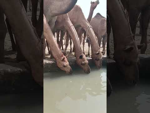 جمال تشرب الماء على مهل. #youtube #shorts