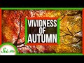 Leaf Coloration and Signaling Hypotheses