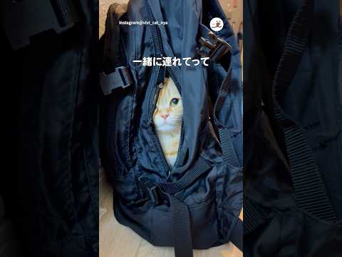 猫の動画サムネイル - 一緒に連れてって欲しい猫さん｜PECO