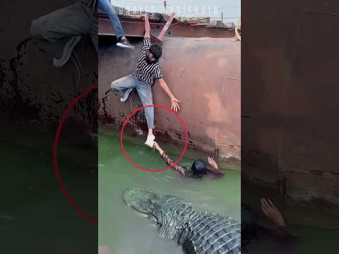 NEKAD MENOLONG SOHIB WALAU DIHADANG ALLIGATOR #amazing #scary #alligator #crocodile #trending