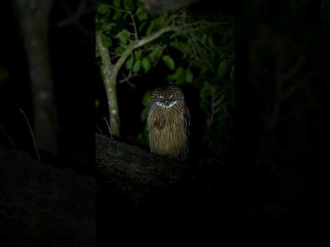 Why You Can't Hear a Barn Owl Fly | #shorts