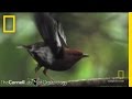 Birds and Their Unique Singing Mechanisms