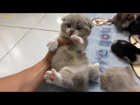 1 month old kittens meet 1 day old kittens