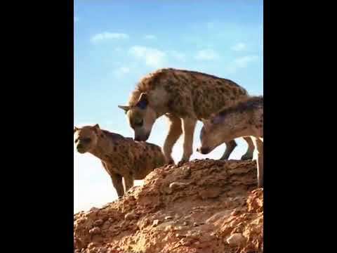 Sư Tử Con Bị Linh Cẩu Truy Đuổi Chốn Chạy Nghẹt Thở | #oagiaitri