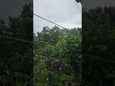 original Koyila kootha with Rain #bird #cuckoo #cuckoosong #rainsounds #rain #nature