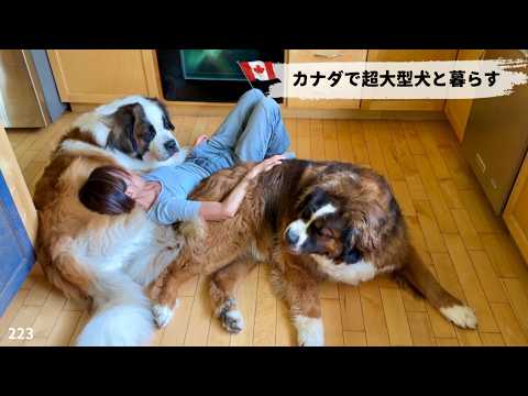 超大型犬2頭に挟まれて昼寝／ハチドリ【カナダで超大型犬と田舎暮らし】