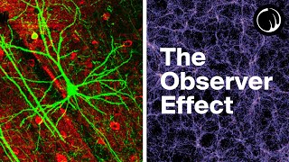 Weird Things Begin to Happen When You Examine Consciousness