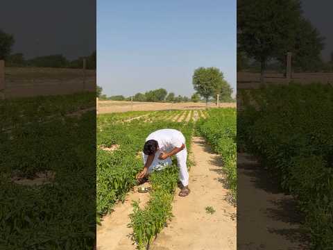 काकू सब्जी के लिए भी मिर्ची नहीं देते हैं। पर में भी कम नहीं। #comedy #deshi #rajasthani #kaku