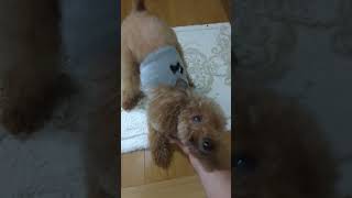 ＜保護犬 トイプードル＞#shorts  #dog #pets