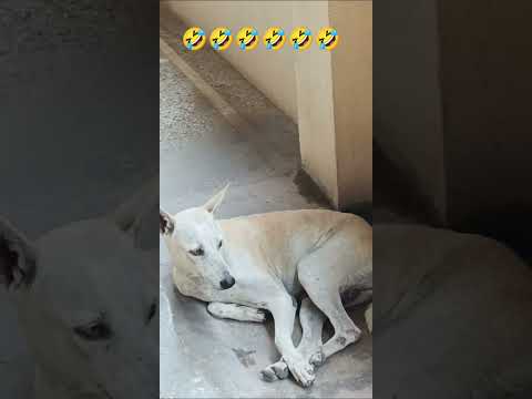 Funny Dog Story 😂 | Sleepy Dog Moments Disturbed by Other Dogs 🐶😴. 29 October 2025