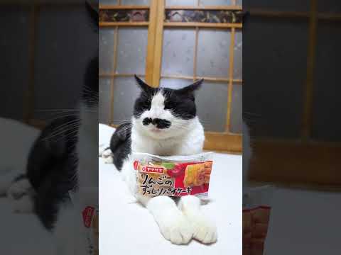 りんごを使ったずっしりパイケーキと癒しの猫動画でリラックスしませんか サムネイル
