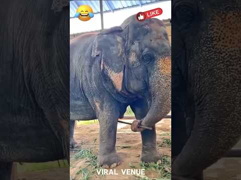 😅 என்ன ராக் பாடி ரங்கசாமி சொறிஞ்சுக்கிட்டு இருக்க! 🐘🔥