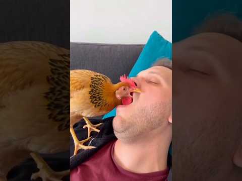 So funny 😂🐓 #shorts