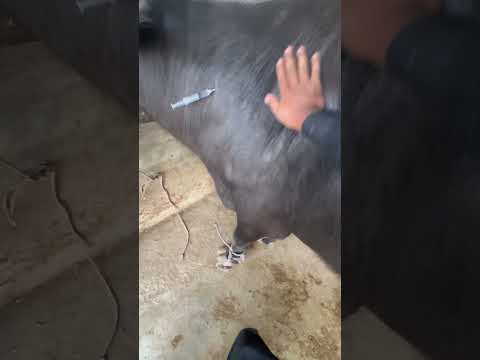 Intramuscular injection % #automobile #punjabisong #remix #punjabimusic #vetdrafaqrana #cow #veterin