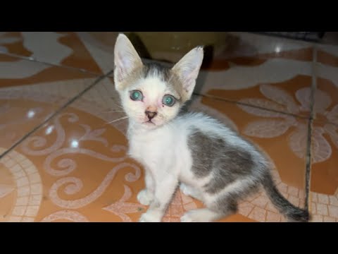 A Kittens Journey from Rescue to Happiness | Cute Sister Kittens Playing