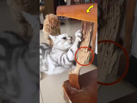 This Genius Idea Stops Cats From Scratching!๐ฑ#shorts #ytshorts #viral