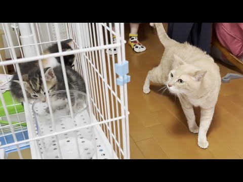 猫の動画サムネイル - 今まで7匹の子猫を迎え入れたベテラン先住猫がご対面しました