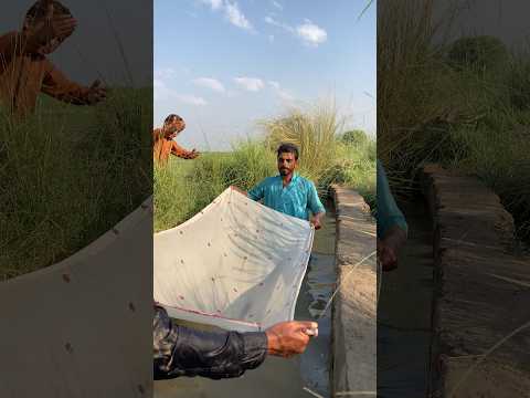 #fish #viralvideo #kowait #comedy 😱😱😱😯😯😯🦈🦈🦈🐬🐬🐬🐟🐟🐟🐠🐠🐠