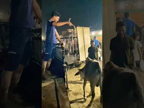 Cow ki Baghair Rassi k 😱😂 #cow #eid #viralvideo #shorts #viralreels #eidrelease
