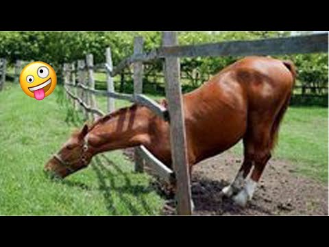 Best funniest horses of the week - Funny And Cute horses Video Compilation 2024 🐴#13