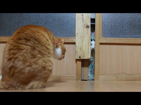 猫の動画サムネイル - 戸を開けるチャトラ　250602