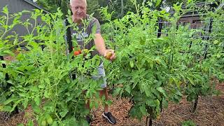 The Best Time To Pick A Tomato - The Answer Will Surprise You!