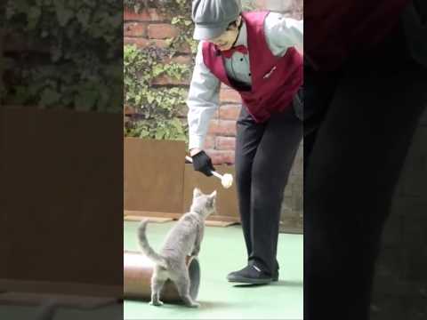 #shorts ラパちゃんの丸太転がし❣️ ネコのショー　ザ・キャッツより