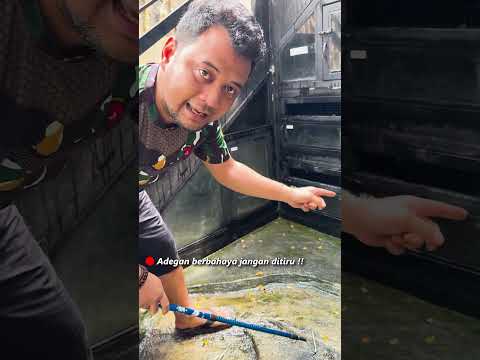 BUAT KALIAN YANG NGIRA ULAR COBRA PANJI JINAK !!