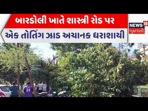 Surat Shocking Incident | બારડોલી ખાતે શાસ્ત્રી રોડ પર એક તોતિંગ  ઝાડ અચાનક ધરાશાયી | News18