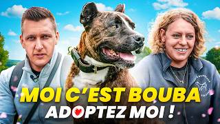 Cet Amstaff mérite mieux que la vie en refuge