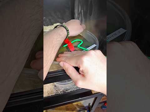 Unboxing The Fastest Mamba
