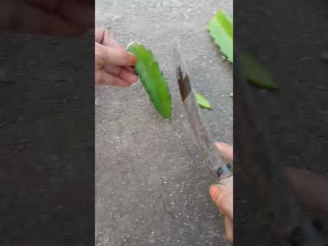 dragon fruit plant 🐉🪴 || #garden #terrace #trending #shorts #fyp #plants #vegetables