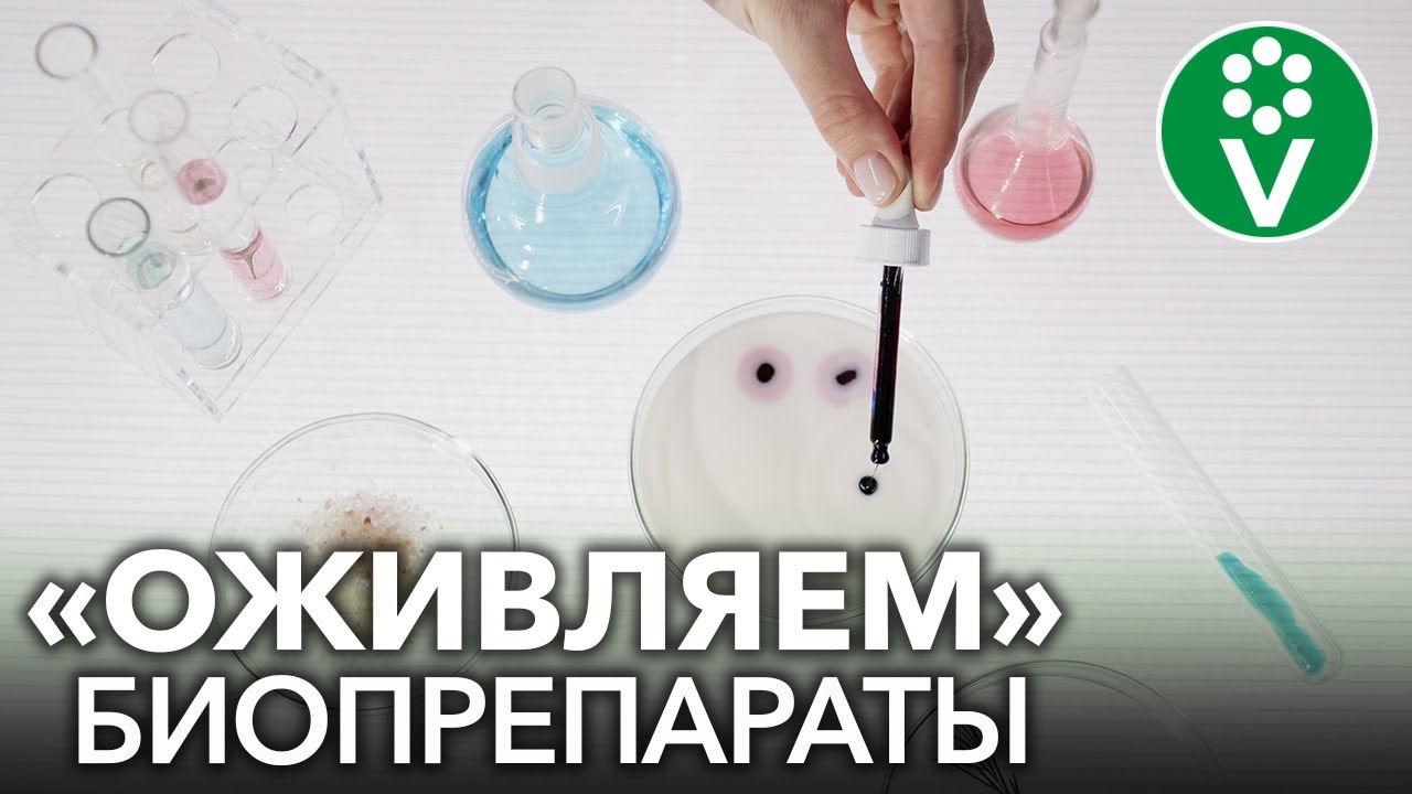 Как улучшить и продлить жизнь биопрепаратам на основе сенной палочки? (фитоспорин, бактоген и др)