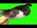 Kitty's Cheeseburger Adventure