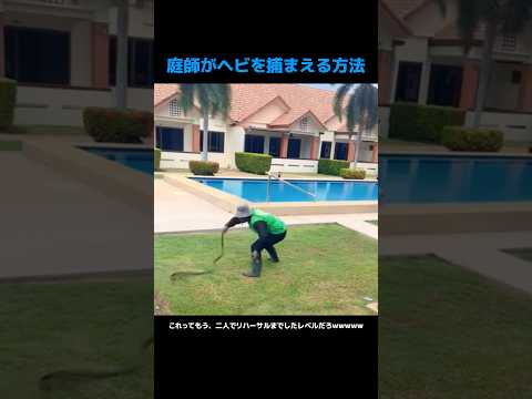 庭師がヘビを捕まえる方法