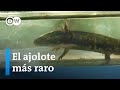 Conservation Efforts in the Bosque de Agua