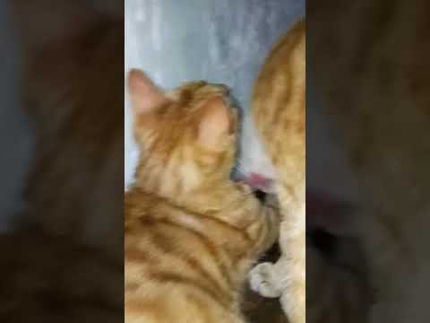 billi boli meow meow meri mamta se pyara meri ma ke jaisa koi nahi #cat #shorts tiktok