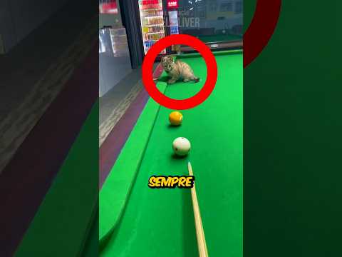 O GATINHO Que GOSTA De JOGAR SINUCA! 🐱 (créditos: 武城升平来力台球/80052025043 no Douyin)