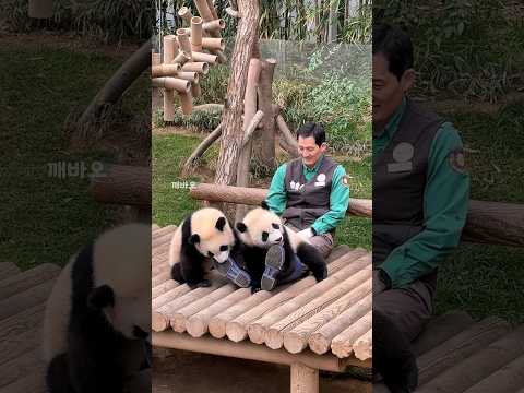 🐼할부지 장화를 한쪽씩 차지한 루이바오와 후이바오🐼🩷