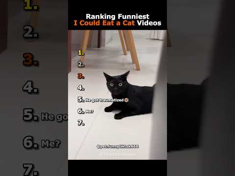 Ranking Funniest I Could Eat a Cat Videos