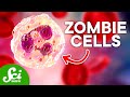 Understanding Neutrophils and NETosis